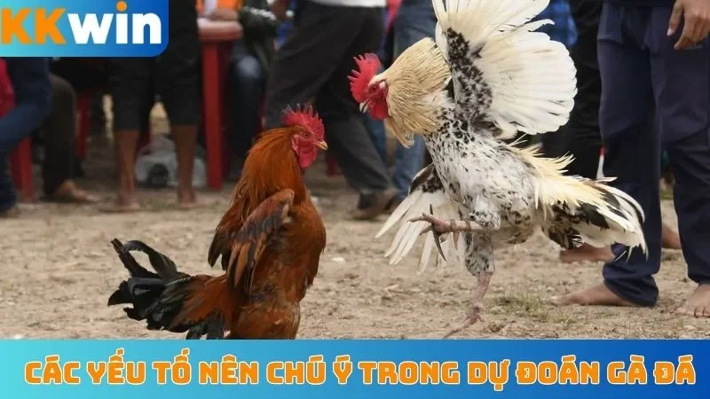 Các yếu tố nên chú ý trong dự đoán gà đá