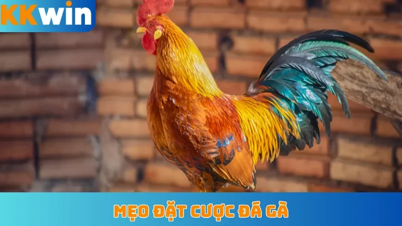 Mẹo đặt cược gà đá