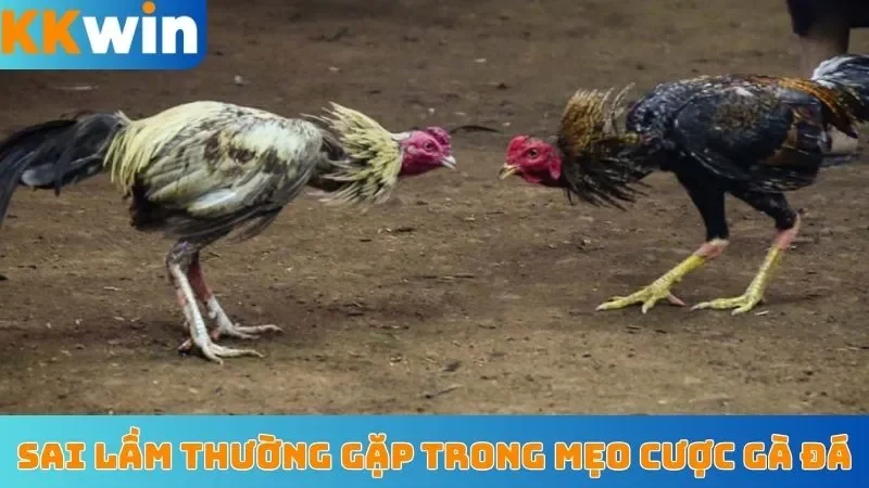 Những sai lầm thường gặp trong mẹo đặt cược gà đá